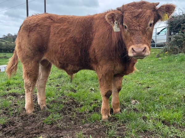 2 PBR Weanling Bulls - Main image