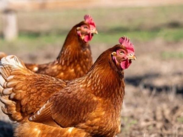 Hens - Main image