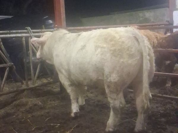 Charlois bull - Main image