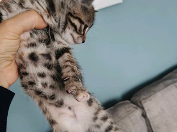 Kittens - Main image