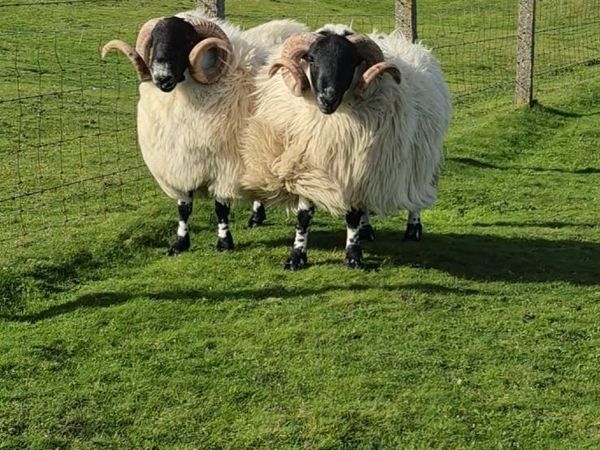 Blackface Year Old Rams - Main image