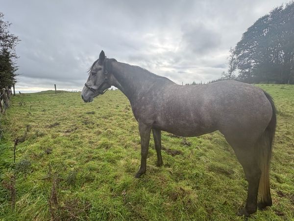 4 year old - Main image