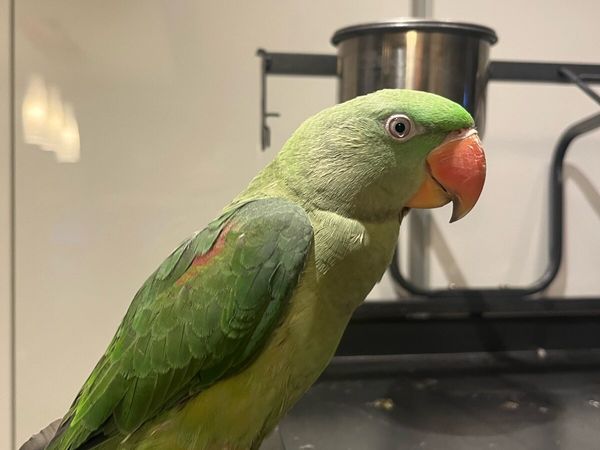 Alexandrine Parrot with Cage - Main image