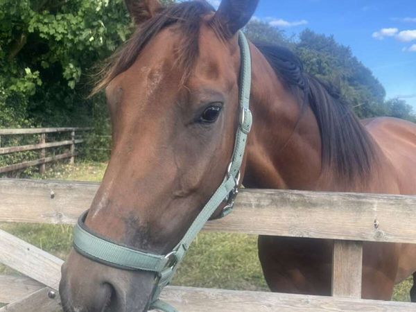Tb mare - Main image