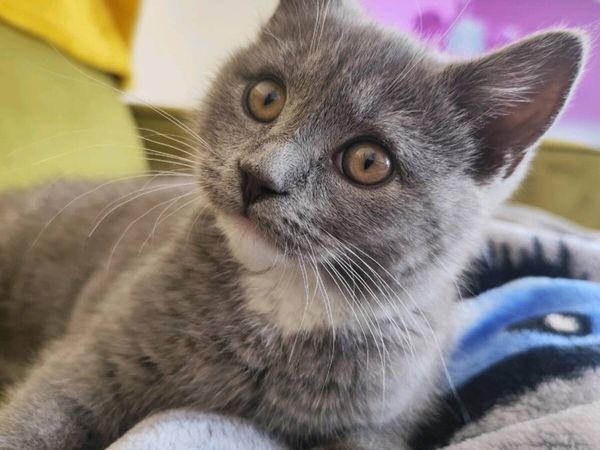 Grey & White British Shorthair Female Kitten - Main image