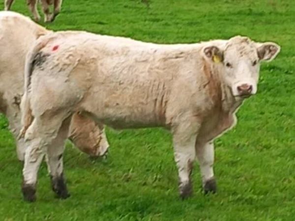 SUPER Pedigree charolai heifer 🤩 - Main image