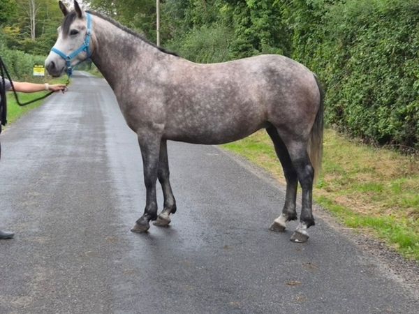 Connemara pony - Main image