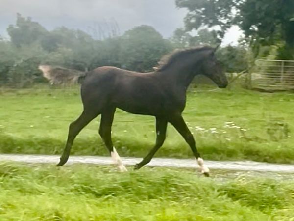 Colt Foal - Main image