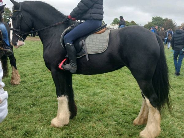 15.1 4 year old cob - Main image
