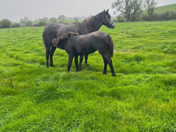 Mare & Foal For Sale - Main image