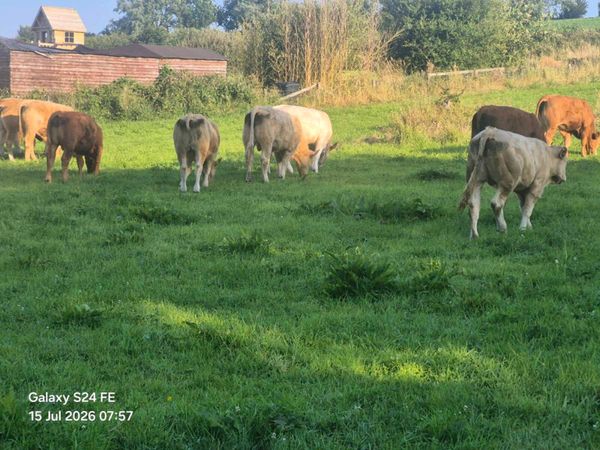 16 bullocks - Main image