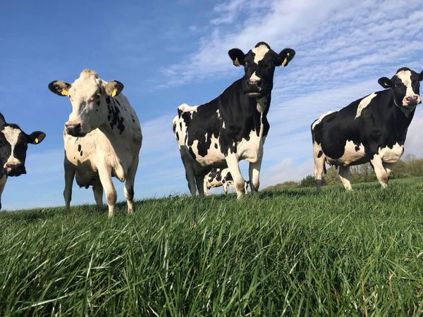 Freshly calved heifers - Main image
