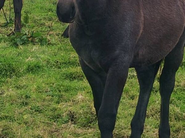 Foal - Main image
