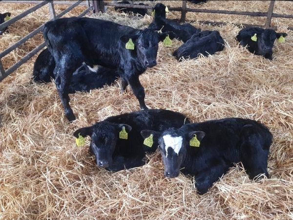40 calfs wanted >4 weeks old - Main image