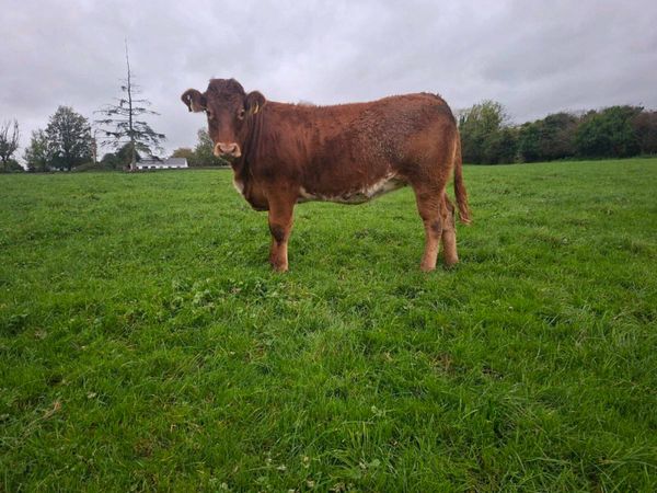 Breeding heifer - Main image