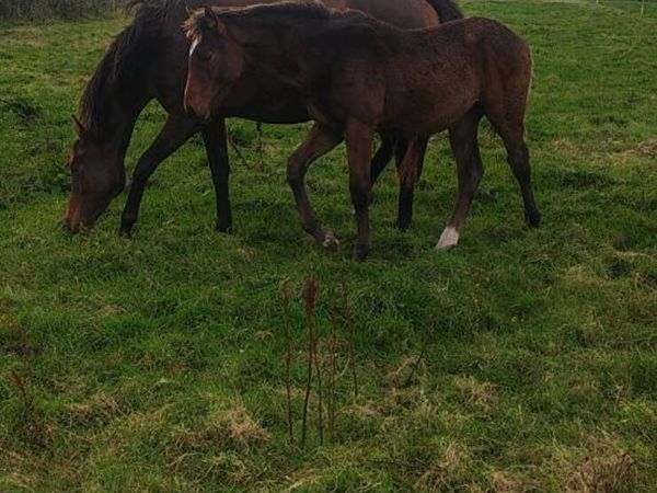 Sligo Candy Boy Colt - Main image