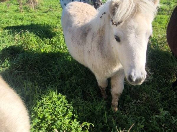 Miniature Filly - Main image