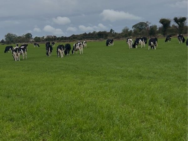 In-Calf PBR Friesian Heifers - Main image