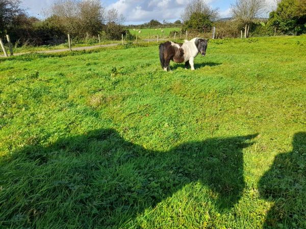 Miniature Pony - Main image