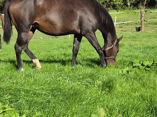 8 TB broodmare infoal - Main image