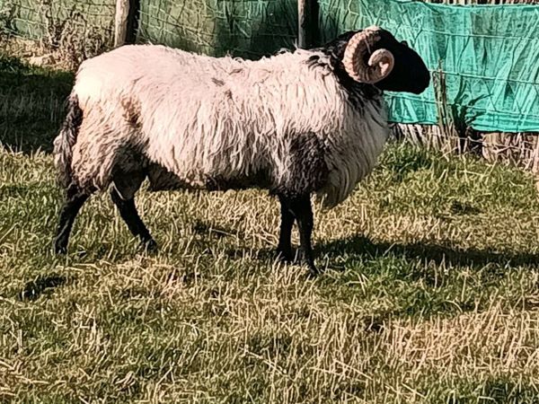 MAYO HOGGET RAM - Main image