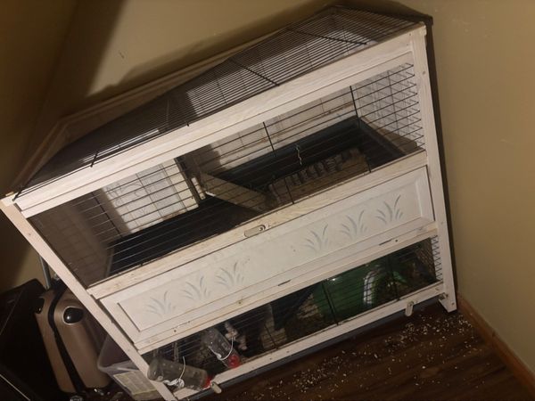 3 Guinea pigs & double story hutch - Main image