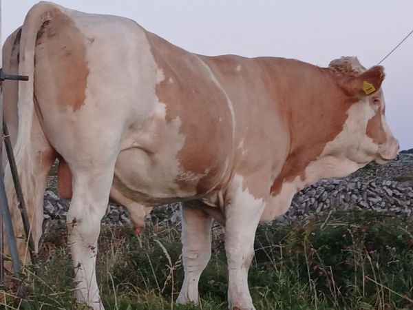Pb reg.si 5*bull & 2pb cows& 2heifer calf 4 &5* - Main image