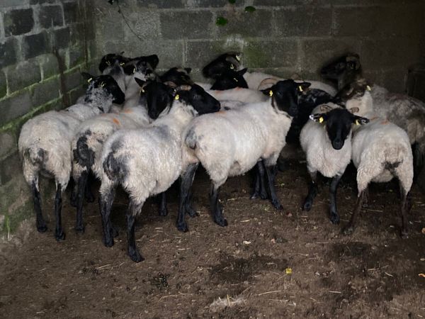 14 Super Hoggets - Main image