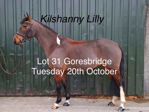 Lot 31 Goresbridge - Main image