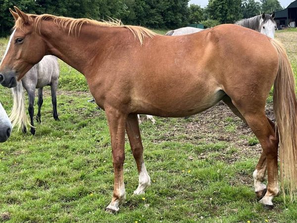Billy Congo filly - Main image