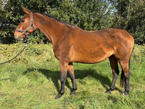 Performance Bred Broodmares in Foal - Main image