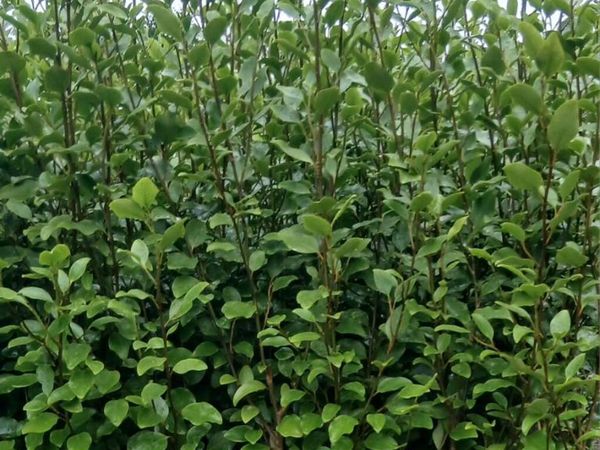 Griselina Hedging 3ft - Main image