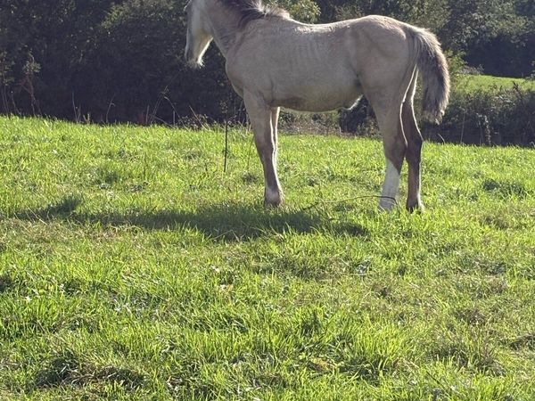 Mare & dun foal - Main image