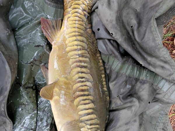 Carp - Main image