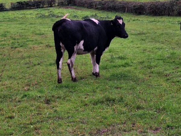 2 maiden heifers - Main image