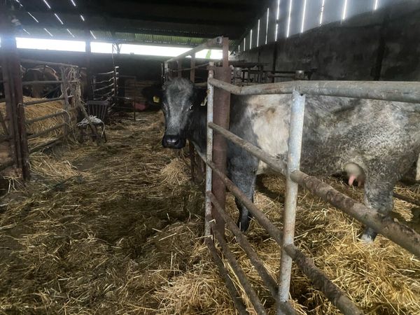 Heifer - Main image