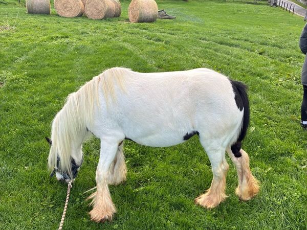 Horse - Main image
