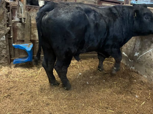 Pedigree Angus bull - Main image