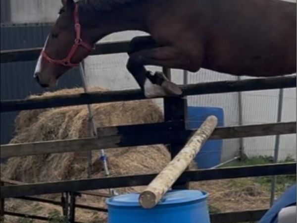 3 yr old Potential Jumper - Main image