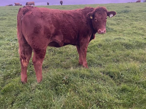 LOT NUMBERS AI Heifers for Gort Tonight - Main image