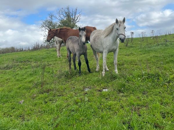 Connamera and Palimino colt Foals - Main image