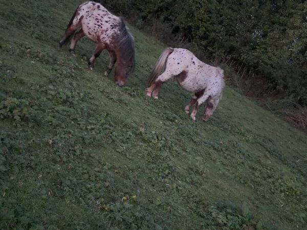 Horses - Main image