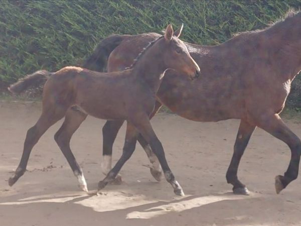 Top Quality Colt Foal - Main image