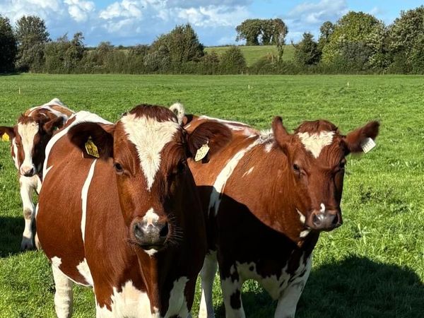 Dairy Clearance Sale - Main image