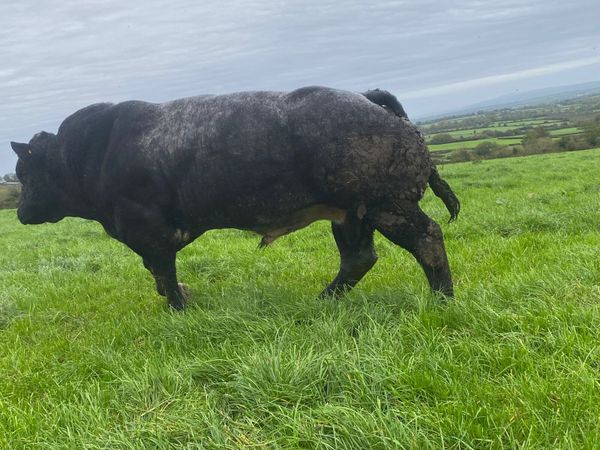 BB Bull - Main image