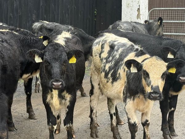 8 SHORTHORN HEIFER WEANLINGS - Main image