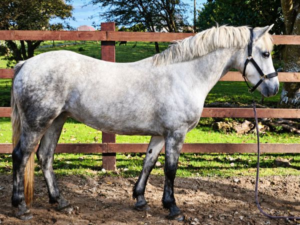 3 yr old Class 1 Filly - Main image