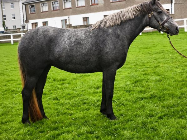 3 Yr old Class 1 Filly - Main image