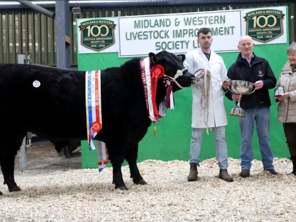 Carrick-on-Shannon Autumn Mixed Breed Show & Sale - Main image