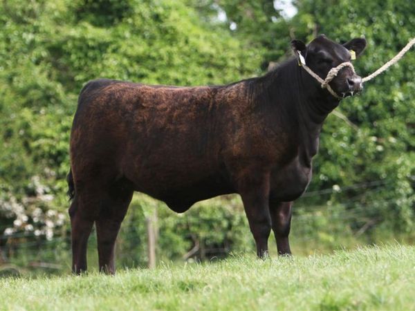 Carrick-on-Shannon Autumn Mixed Breed Show & Sale - Main image